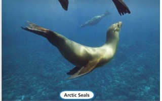 足球海豹过人禁止吗，足球海豹过人禁止吗知乎